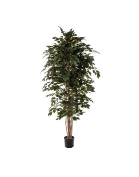 Ficus Tree | Faux Plant | 210 cm | The Pot Project